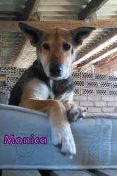 Monica Monica