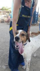 Homero Homero