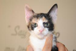 Bastet Bastet