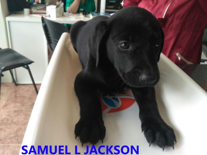 SAMUEL L JACKSON SAMUEL L JACKSON