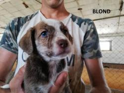 Blond Blond