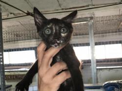 Nécora Nécora