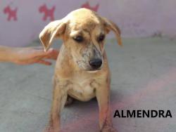 Almendra Almendra