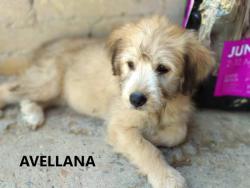 Avellana Avellana