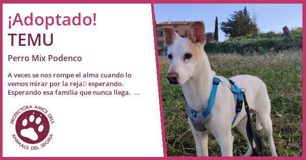 Amics dels Animals del Segrià - Adopción de TEMU