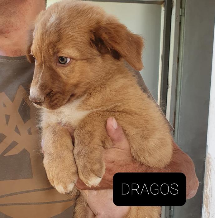 DRAGOS