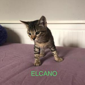 ELCANO