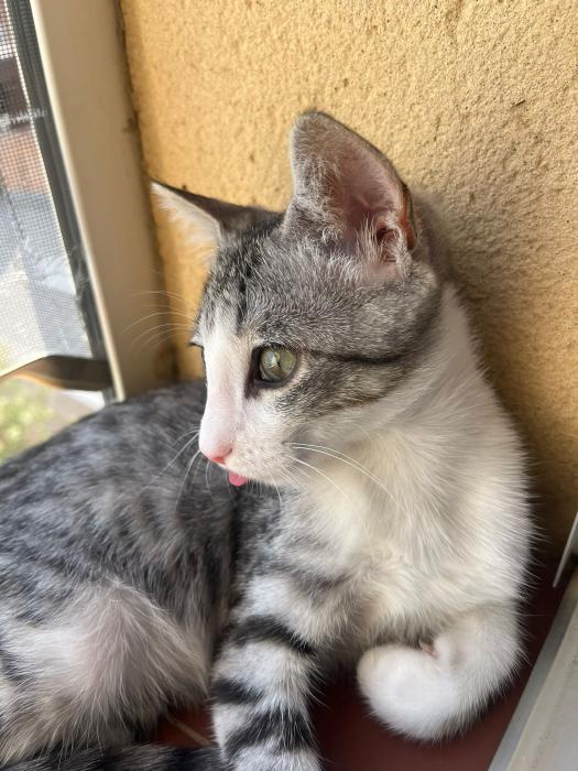 MIMI