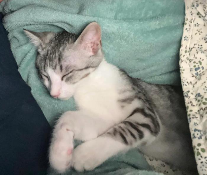 MIMI