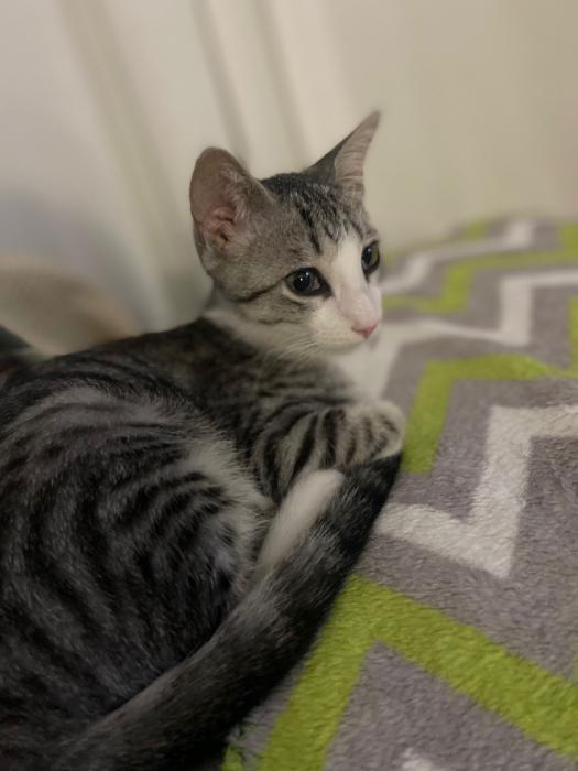 MIMI