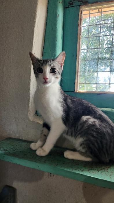 MIMI