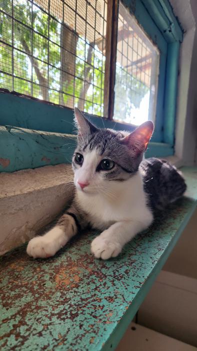 MIMI