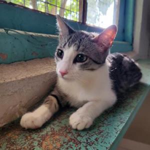 MIMI
