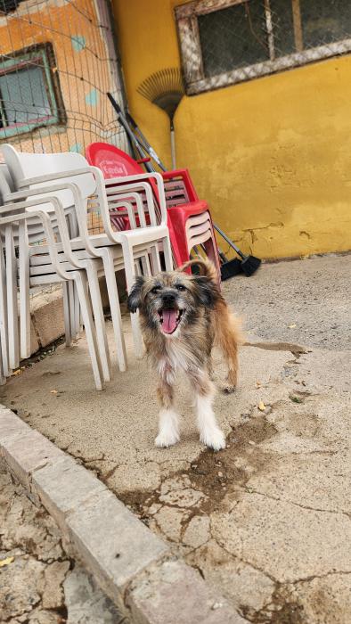 SANSÓN