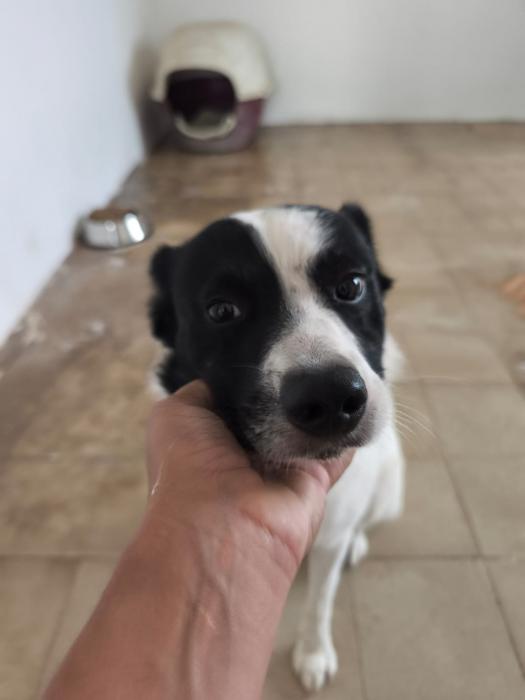 LUCA