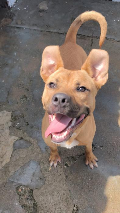 Bruno