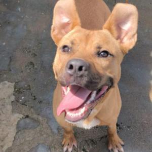 Bruno