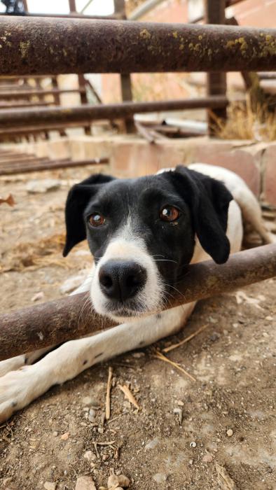 Perla