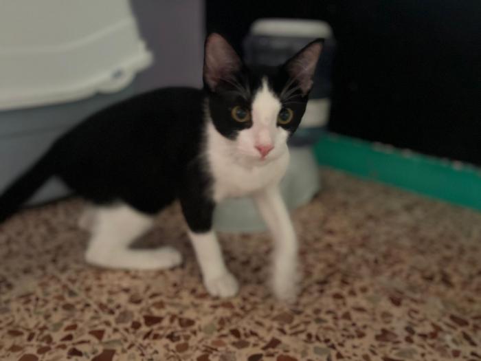 Elvis