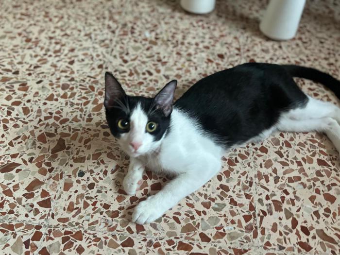 Elvis