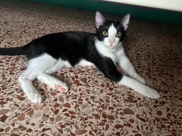 Elvis