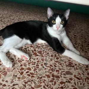 Elvis