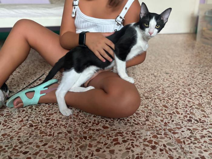 Priscila