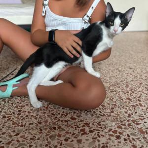 Priscila