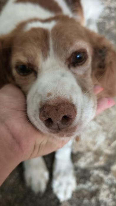 Cuca