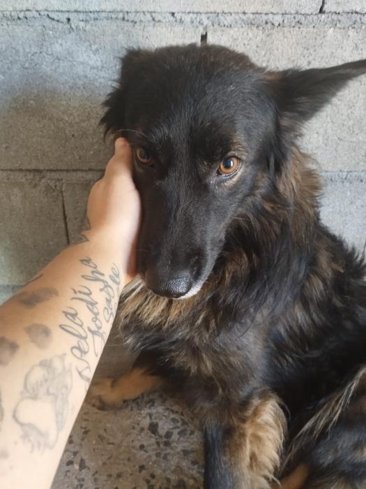 Fento