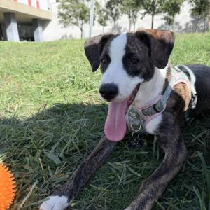 Cal�ope